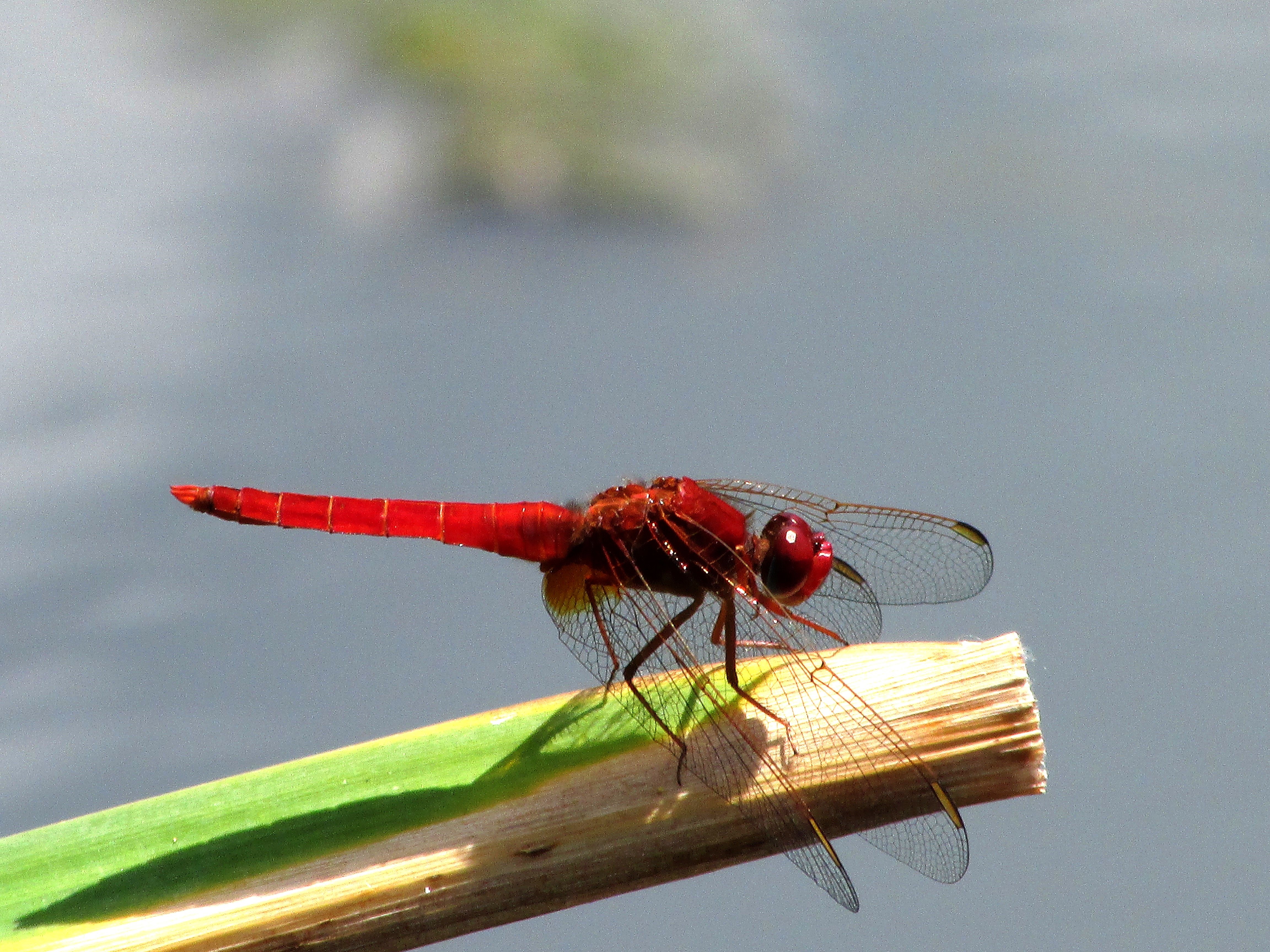 Crocothemis erythraea - skarlát szitakötő