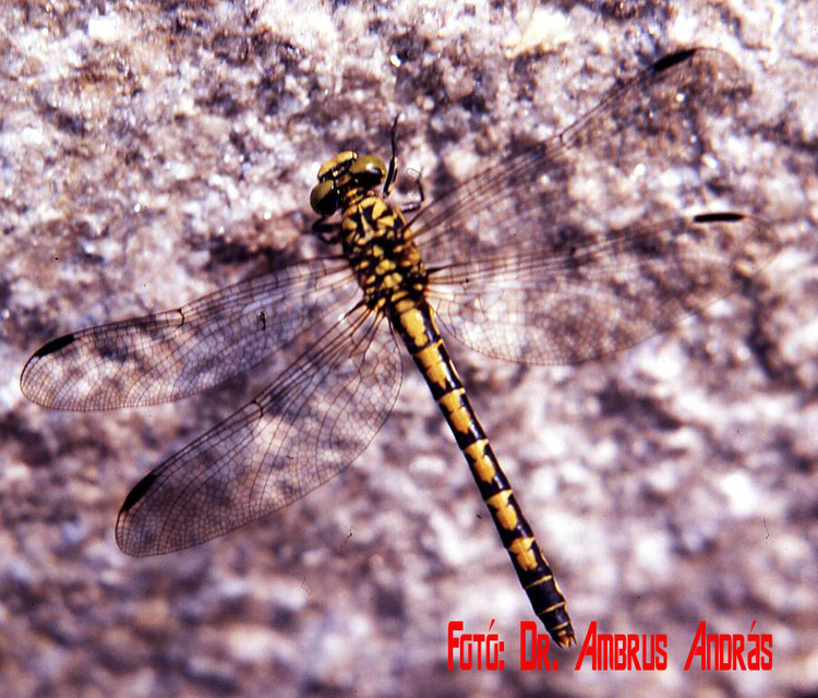 Onychogomphus forcipatus - gyűrűs folyami-szitakötő