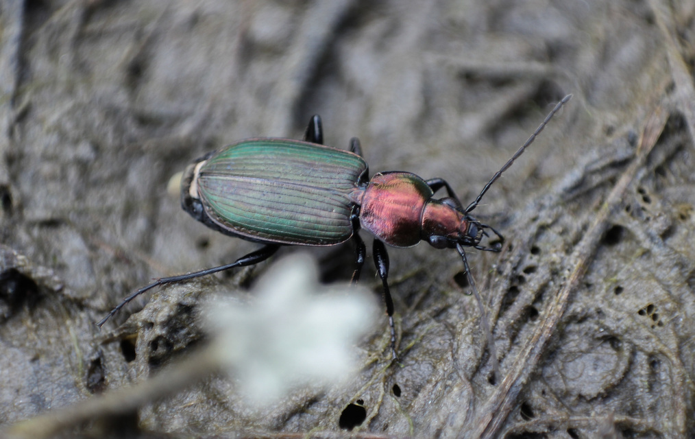 Agonum viridicupreum - rezeszöld kisfutó Agonum viridicupreum - rezeszöld kisfutó