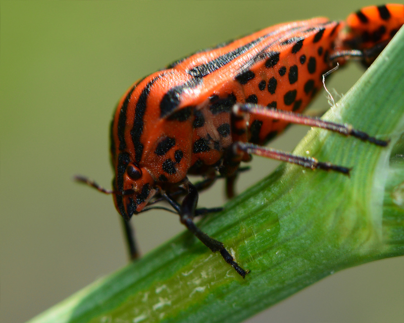 Graphosoma italicum - csíkos pajzsospoloska