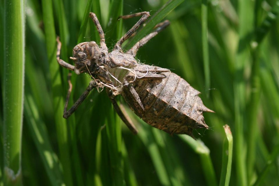 Epitheca bimaculata - kétfoltos sárkányszitakötő