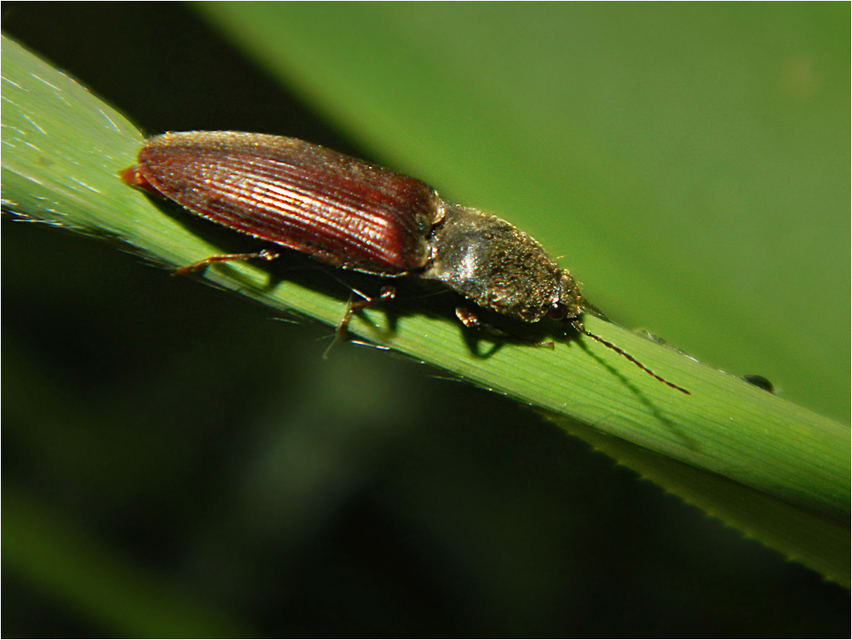 Athous haemorrhoidalis - szurkos pattanó