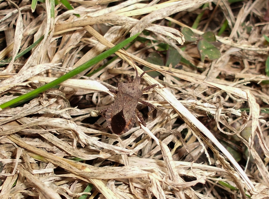 Coreus marginatus - közönséges karimáspoloska