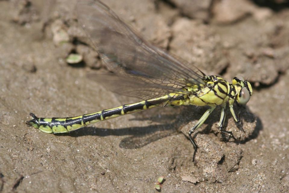 Gomphus flavipes - sárgalábú folyami-szitakötő
