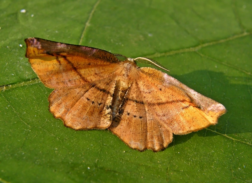 Apeira syringaria - orgona-araszoló