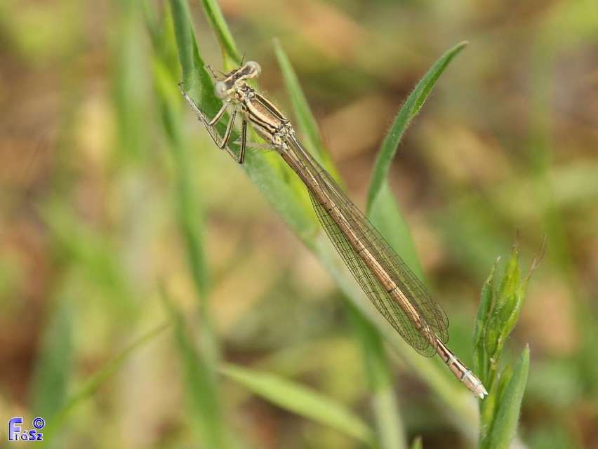 Platycnemis pennipes - széleslábú szitakötő