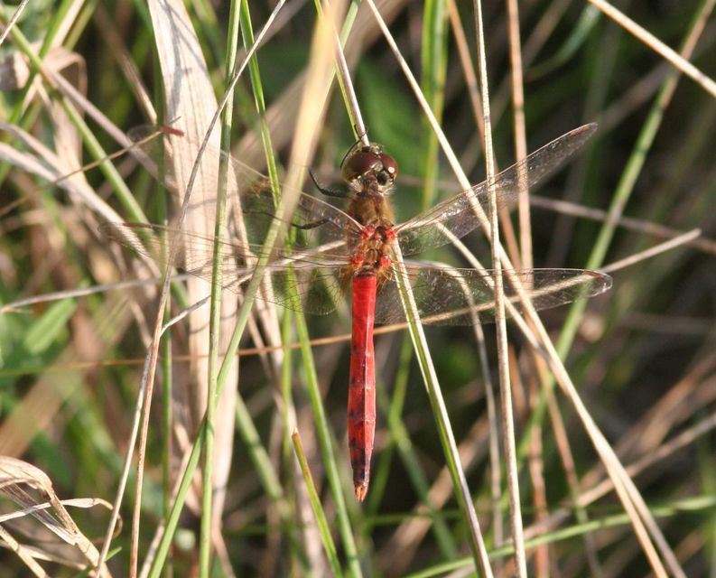 Sympetrum depressiusculum - ékfoltos katona-szitakötő