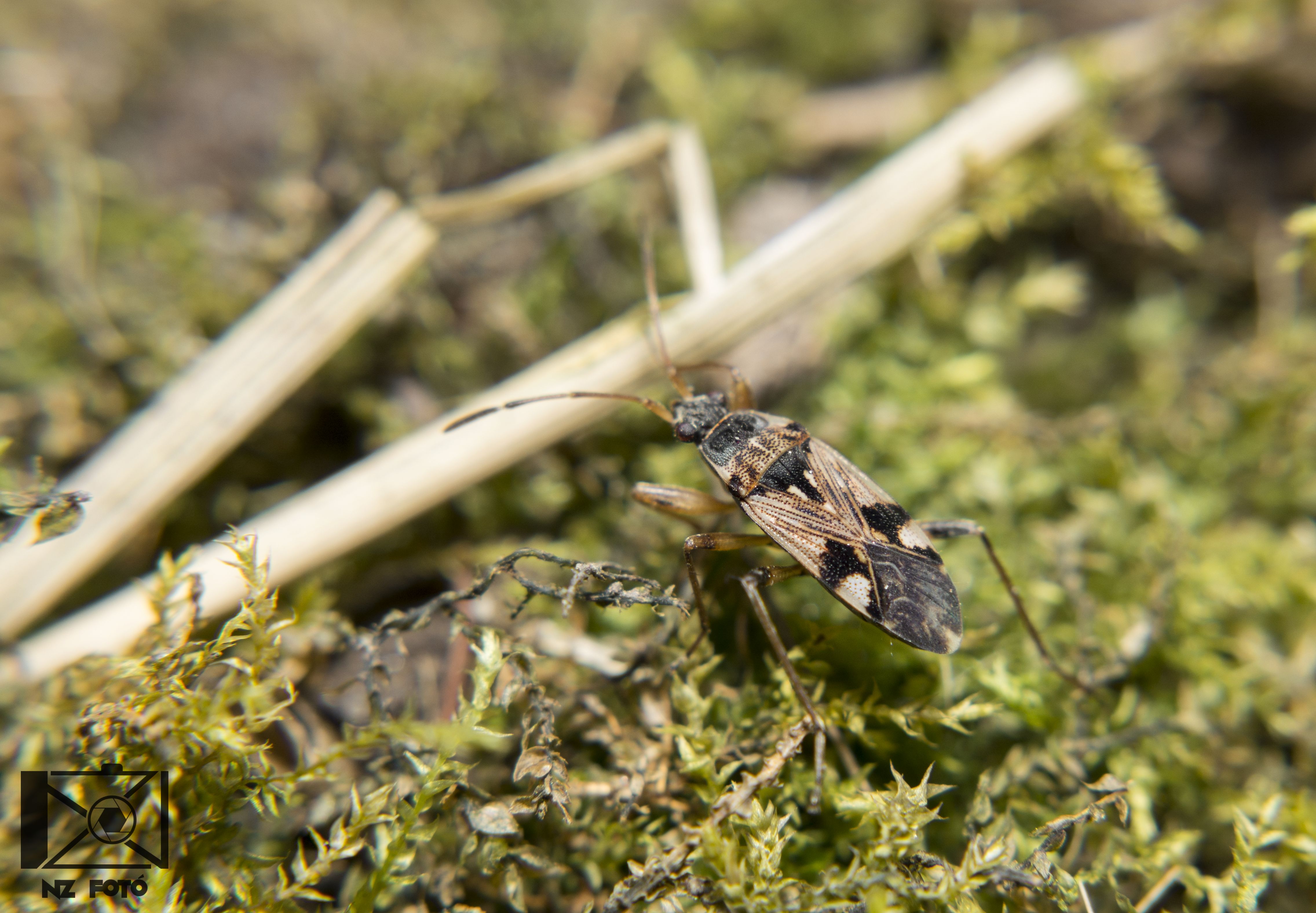 Beosus maritimus - homoki bodobács