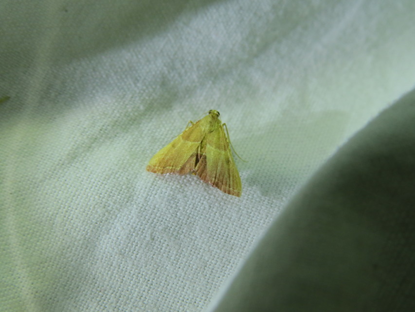 Endotricha flammealis - tüzesszárnyú fényilonca