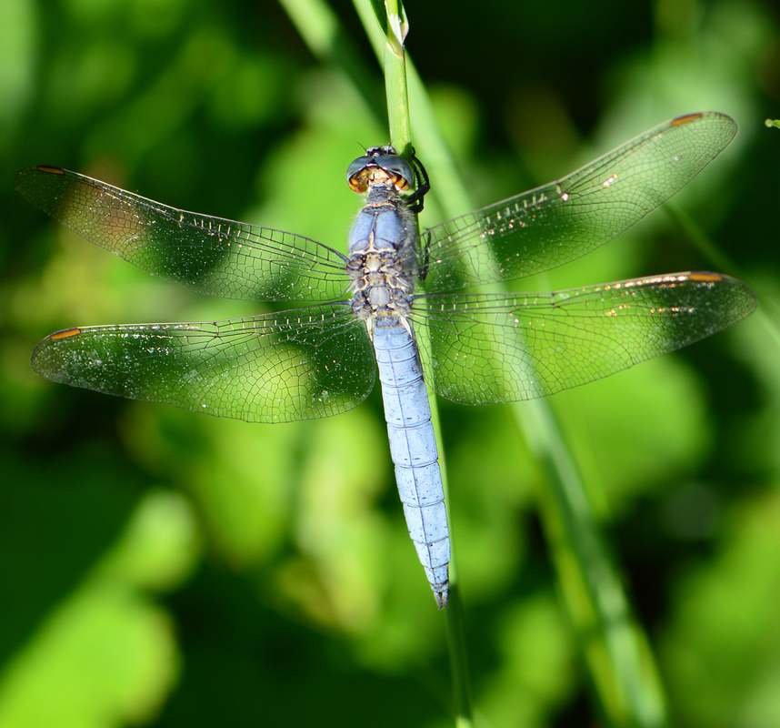 Orthetrum brunneum - pataki pásztorszitakötő