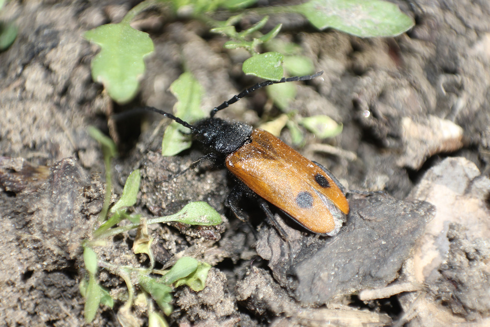 Apalus bimaculatus - kétfoltos élősdibogár