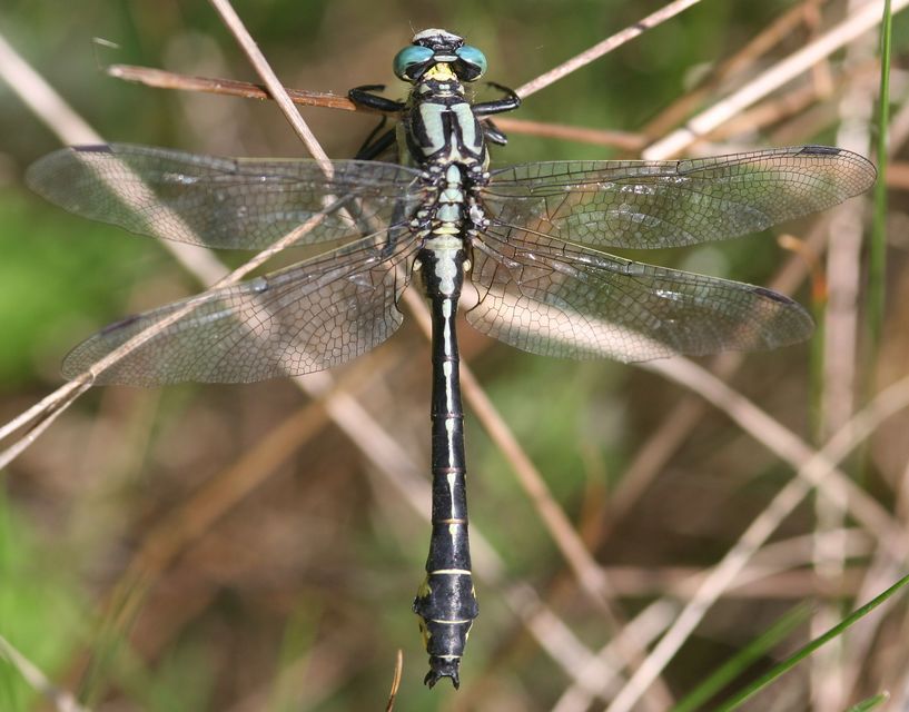 Gomphus vulgatissimus - feketelábú folyami-szitakötő