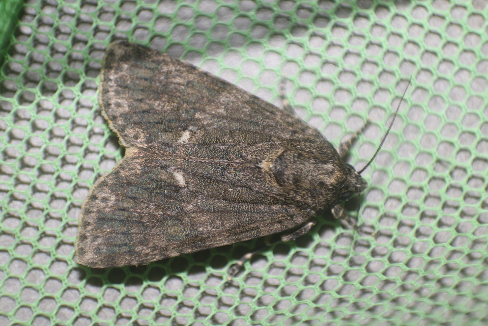 Acronicta rumicis - sóska-szigonyosbagoly