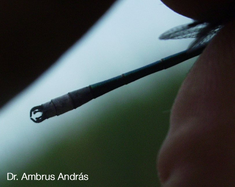 Lestes dryas - réti rablószitakötő Lestes dryas - réti rablószitakötő