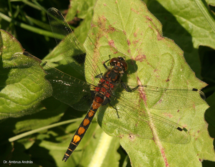Leucorrhinia pectoralis - lápi álarcos-szitakötő