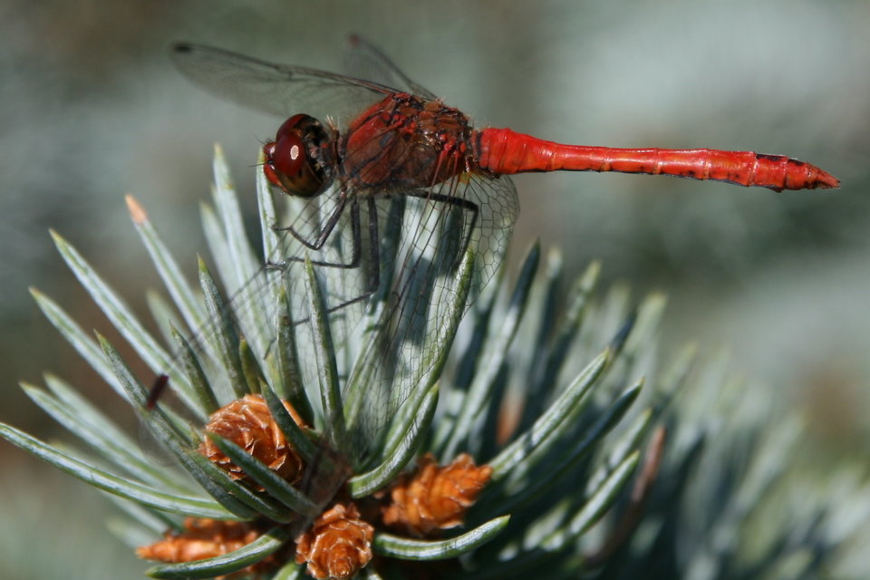 Sympetrum sanguineum - vörös katona-szitakötő