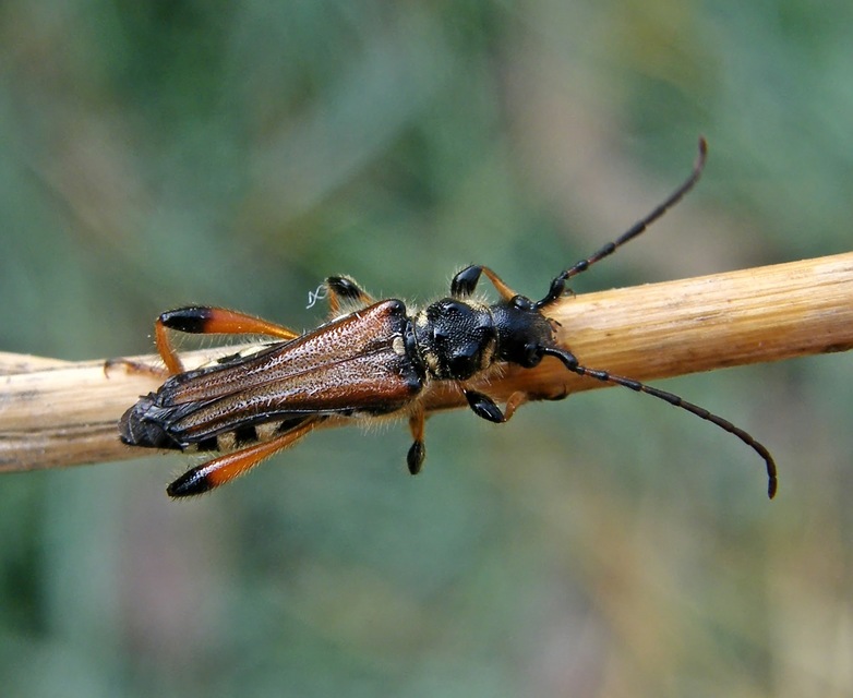 Stenopterus rufus - tarkacsápú keskenyfedőscincér