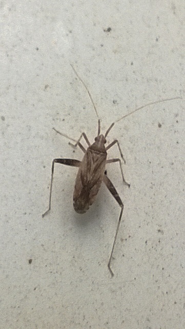 Phytocoris varipes - tarkalábú fapoloska