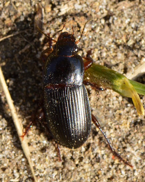 Harpalus caspius - keleti lomhafutó