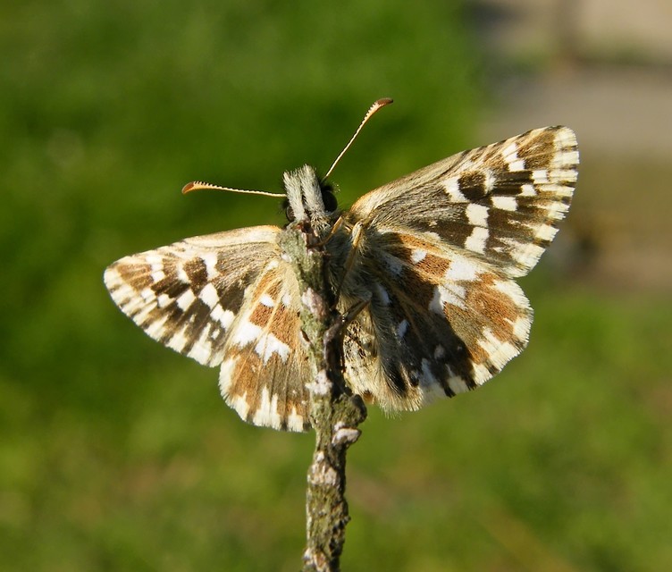 Pyrgus malvae - kis busalepke
