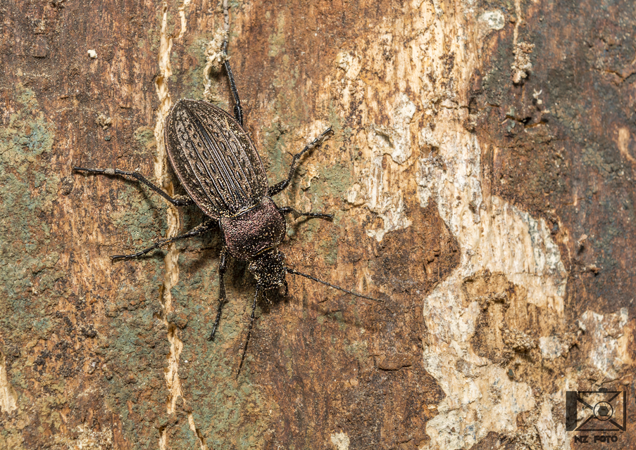 Carabus cancellatus - ragyás futrinka Carabus cancellatus - ragyás futrinka