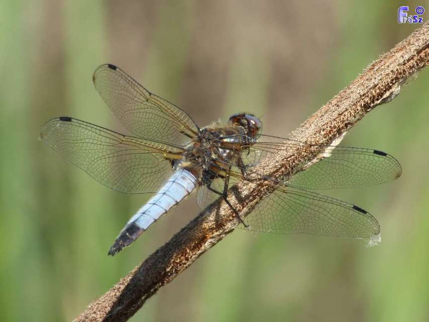 Libellula fulva - kisfoltos laposacsa