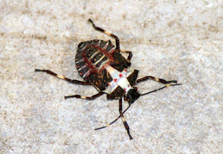 halyomorpha halys - Halyomorpha halys