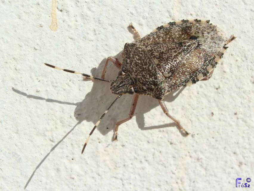 Rhaphigaster nebulosa - bencepoloska
