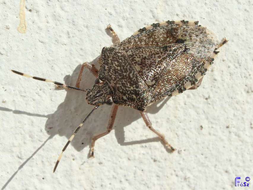 Rhaphigaster nebulosa - bencepoloska