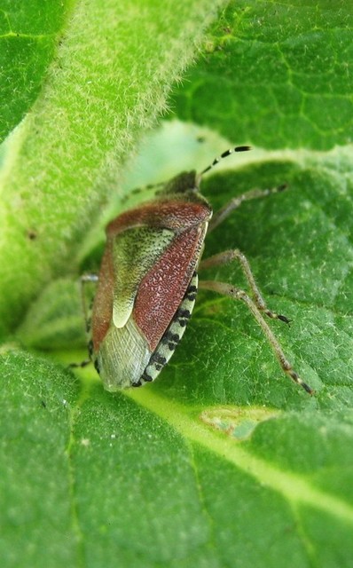 Dolycoris baccarum - közönséges bogyómászó-poloska Dolycoris baccarum - közönséges bogyómászó-poloska