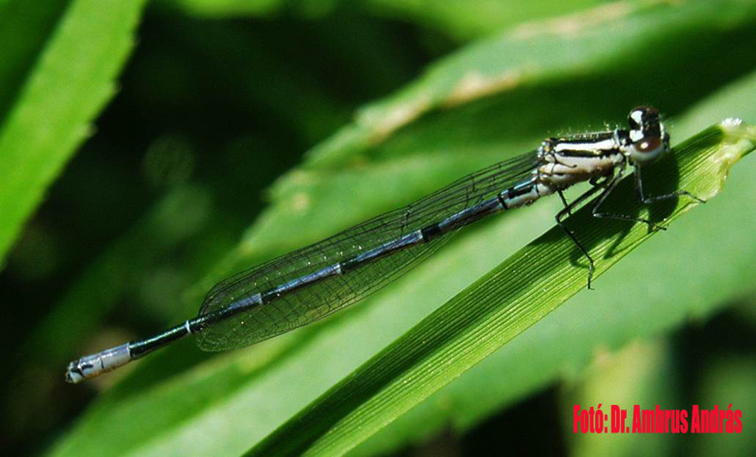 Coenagrion puella - azúrkék légivadász Coenagrion puella - azúrkék légivadász