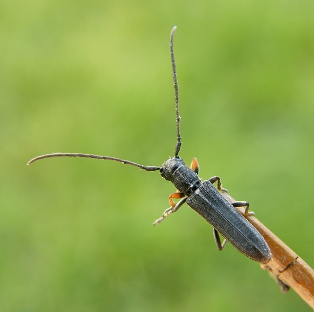 Phytoecia cylindrica - medvelapucincér