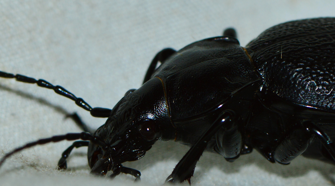 Carabus coriaceus - bőrfutrinka Carabus coriaceus - bőrfutrinka