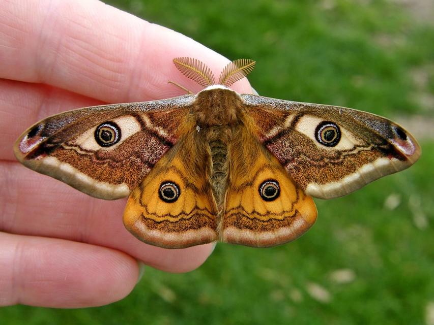 Saturnia pavoniella/pavonia
