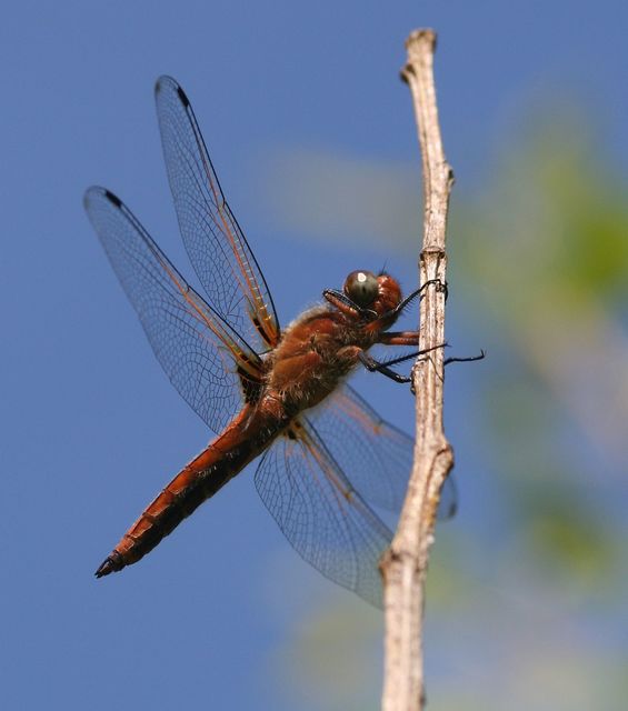 Libellula fulva - kisfoltos laposacsa