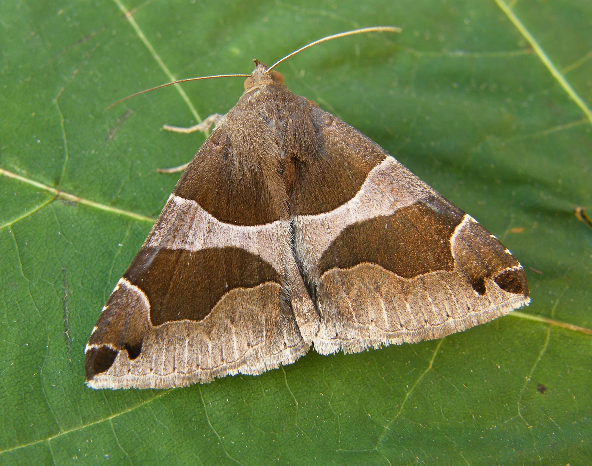 Dysgonia algira - déli porcelánbagoly