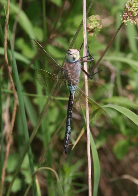 Anax parthenope - barna óriásacsa