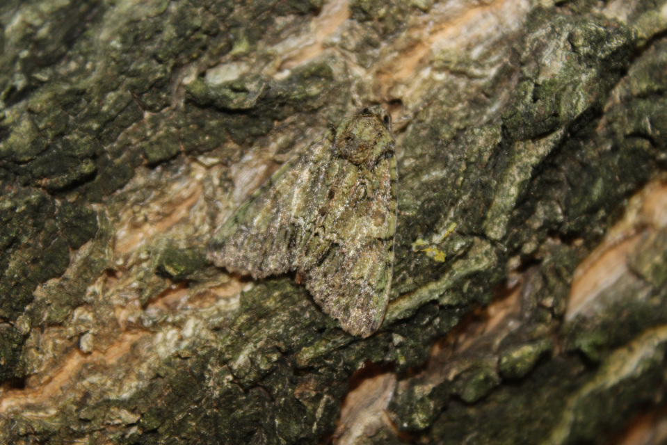 Polyphaenis sericata - selyemfényű erdeibagoly