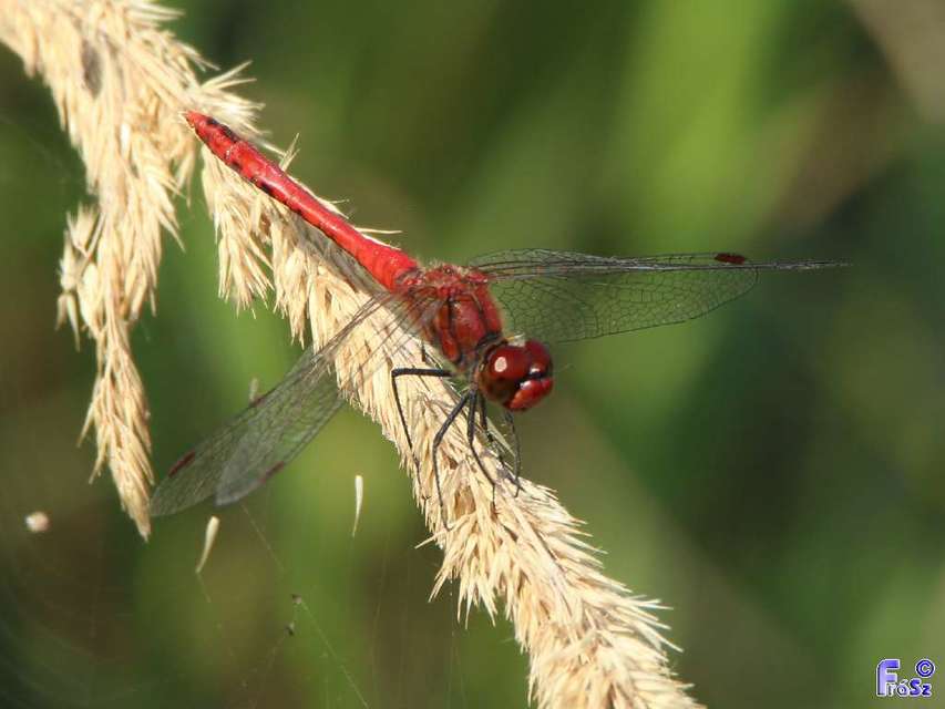 Sympetrum sanguineum - vörös katona-szitakötő