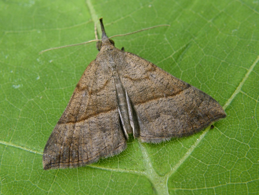 Hypena proboscidalis - ormányos karcsúbagoly