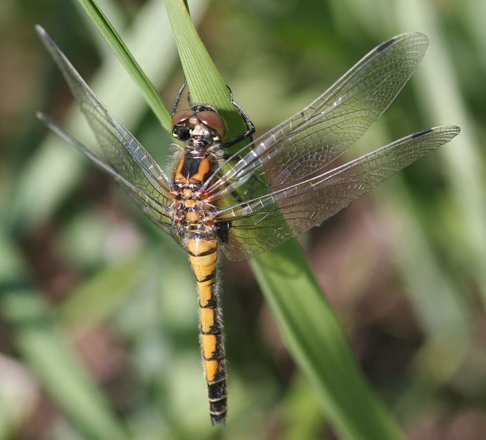 Leucorrhinia pectoralis - lápi álarcos-szitakötő