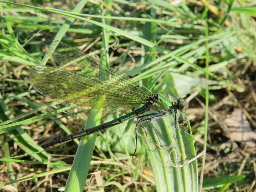 Calopteryx splendens - sávos szitakötő