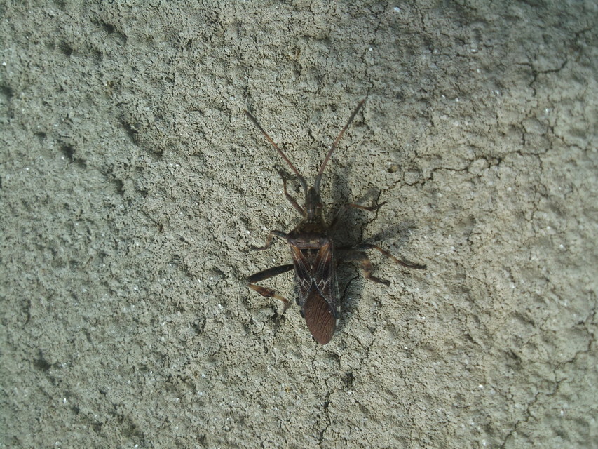 Leptoglossus occidentalis - nyugati levéllábú poloska Leptoglossus occidentalis - nyugati levéllábú poloska