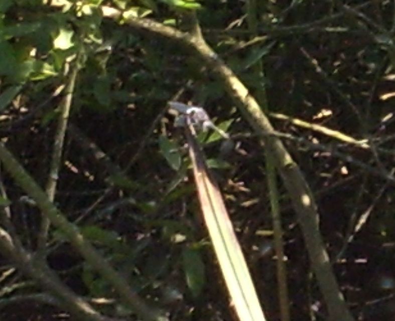 Leucorrhinia pectoralis - lápi álarcos-szitakötő