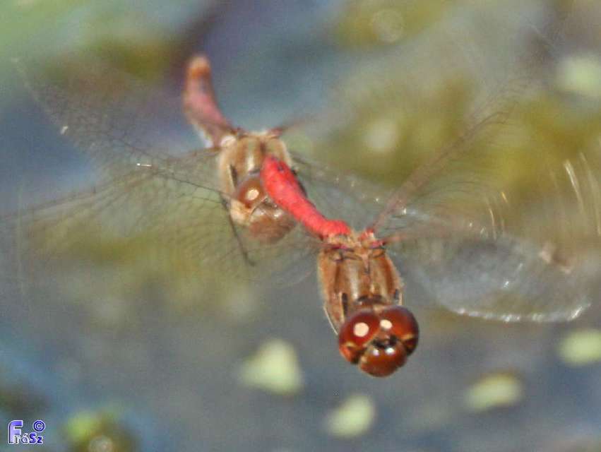Sympetrum vulgatum - barkós katona-szitakötő