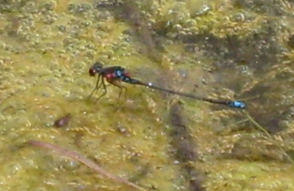 Erythromma viridulum - kis pirosszemű-légivadász