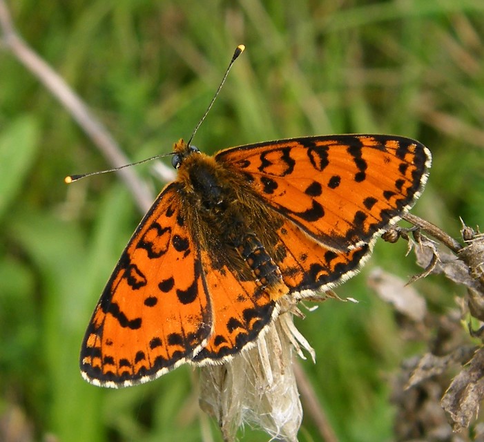 Melitaea didyma - tüzes tarkalepke