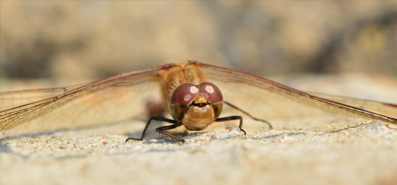 Sympetrum striolatum - harántsávos katona-szitakötő