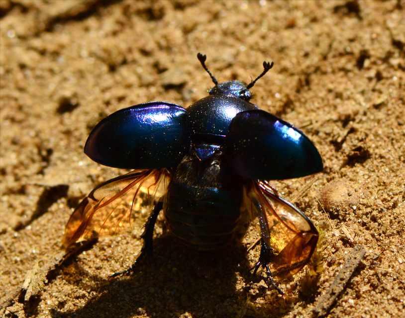 Trypocopris vernalis - tavaszi álganéjtúró