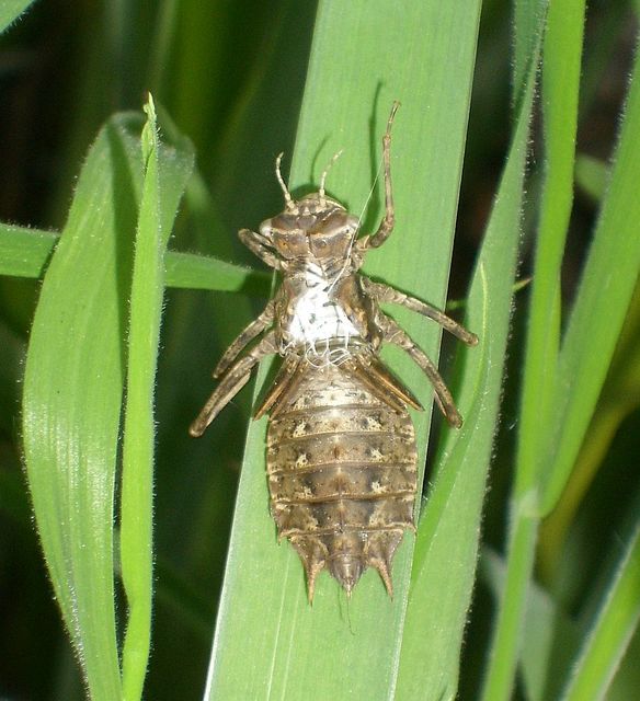 Epitheca bimaculata - kétfoltos sárkányszitakötő
